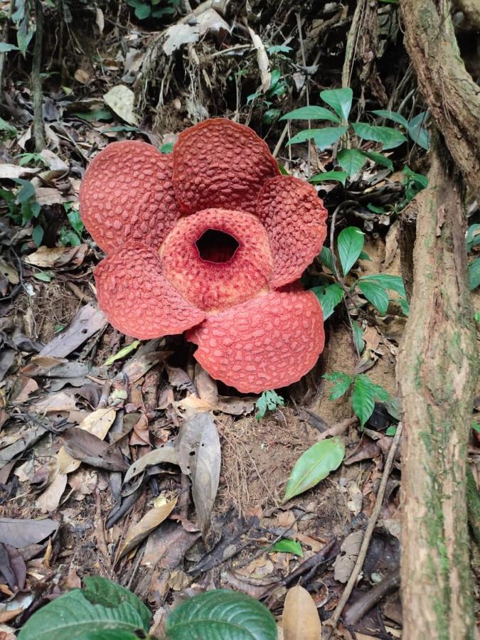 Umiyuki Jungle Tour Only Treking With As Bukit Lawang Exterior foto