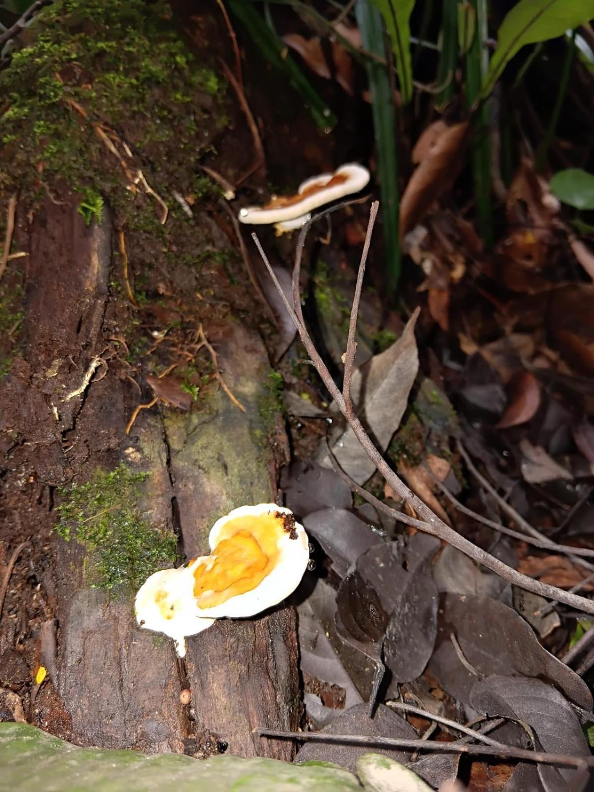 Umiyuki Jungle Tour Only Treking With As Bukit Lawang Exterior foto