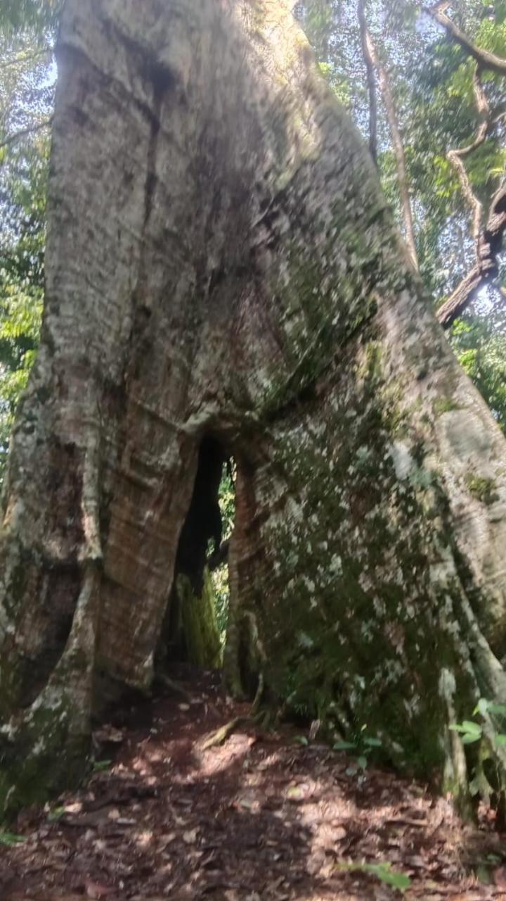 Umiyuki Jungle Tour Only Treking With As Bukit Lawang Exterior foto