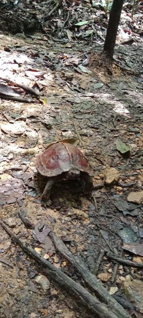 Umiyuki Jungle Tour Only Treking With As Bukit Lawang Exterior foto