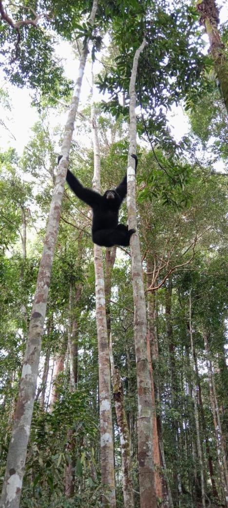 Umiyuki Jungle Tour Only Treking With As Bukit Lawang Exterior foto